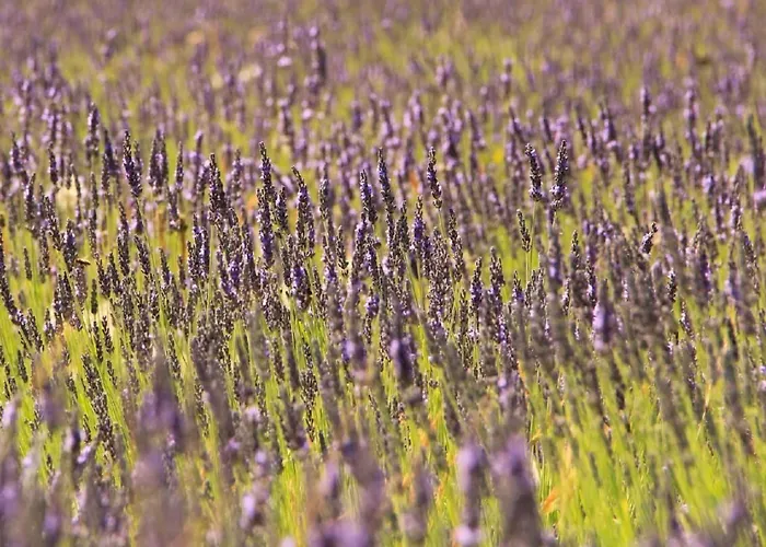 Charmante Mit Pool Und Golfplatz By Interhome * Saint-Raphael (Var)